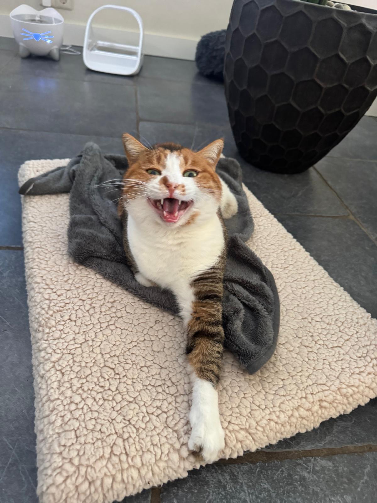 ✨🐾 من الألم إلى حياة مليئة بالحب 🐾✨