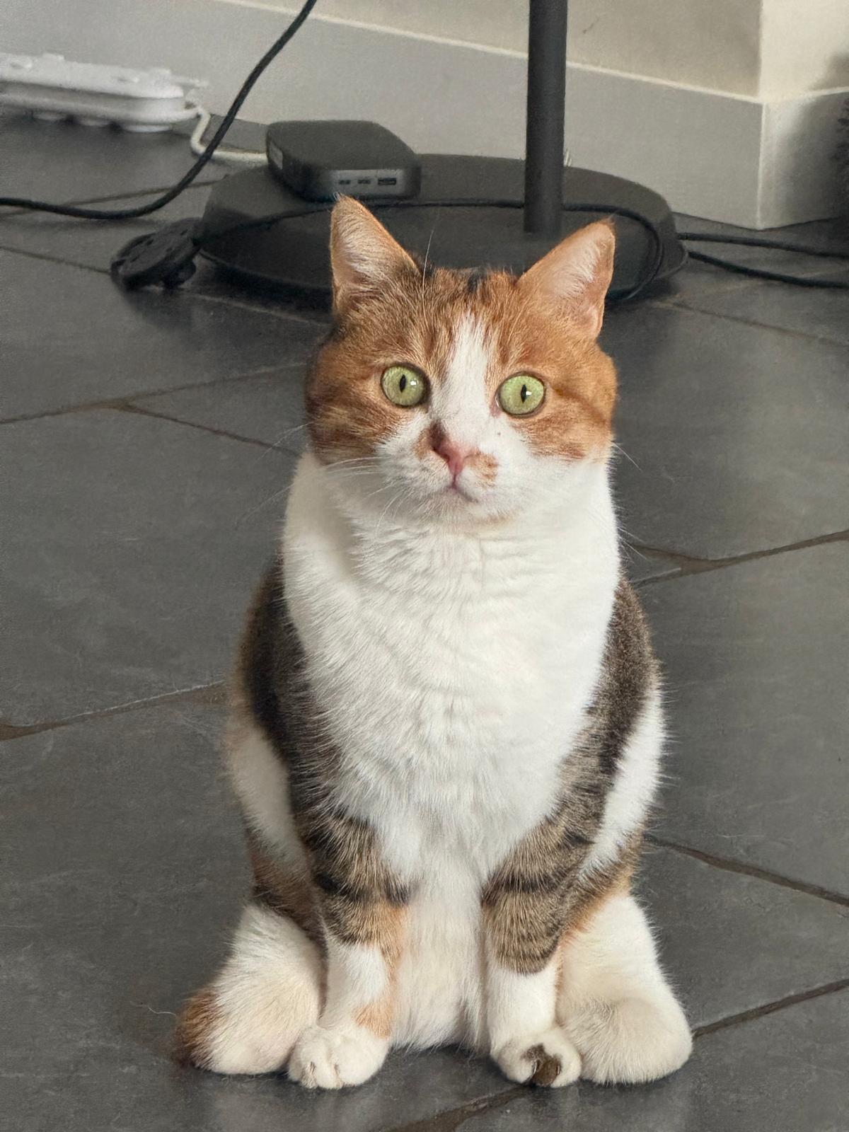 ✨🐾 من الألم إلى حياة مليئة بالحب 🐾✨