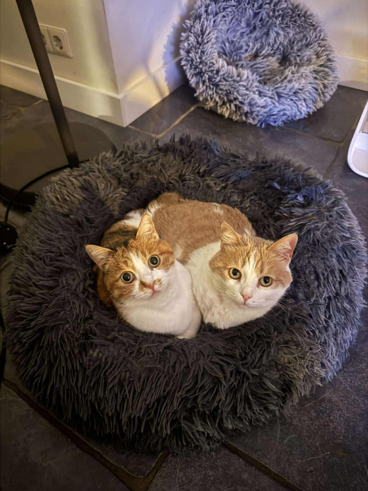 ✨🐾 من الألم إلى حياة مليئة بالحب 🐾✨